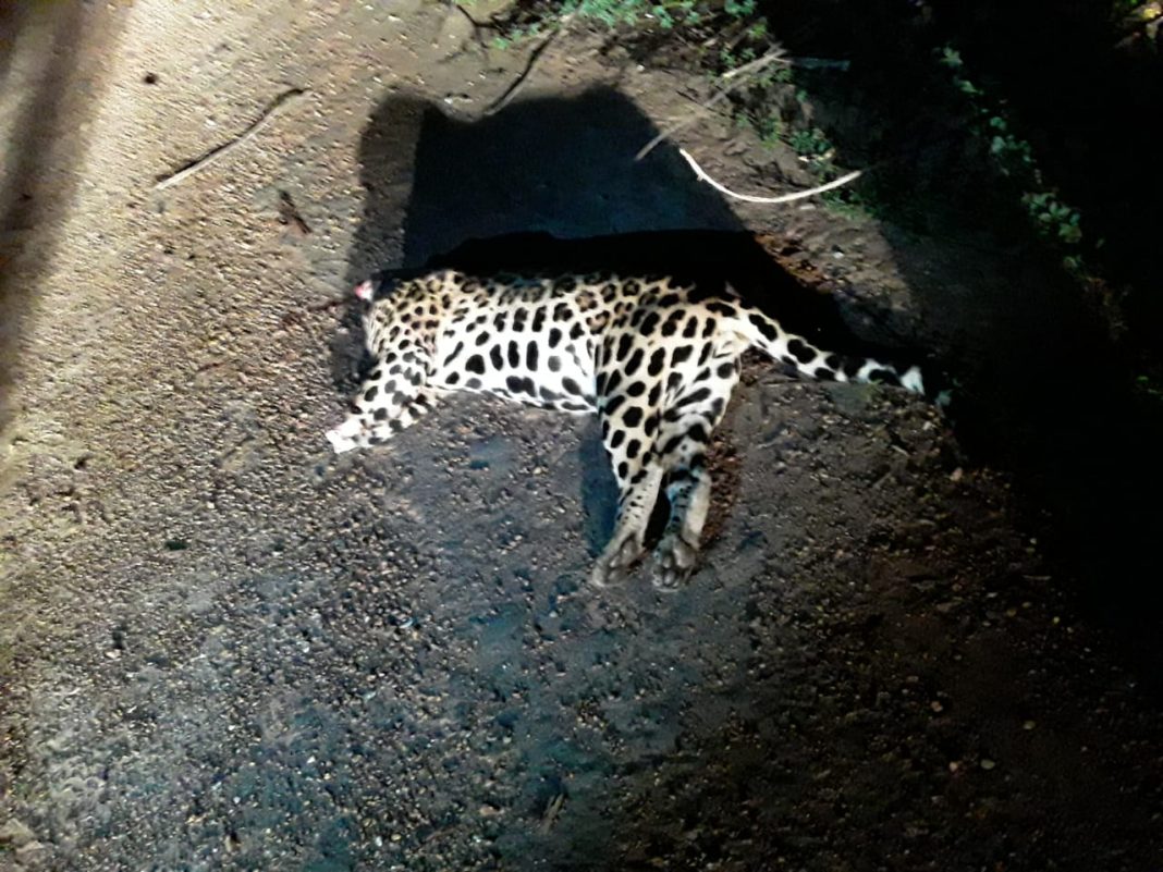 Onça pintada é encontrada morta às margens da BR 210 sentido município