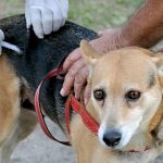 Vacinação de cães e gatos contra a raiva continua hoje (24) em Boa Vista