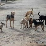 Câmara Municipal aprova campanha permanente de combate a maus tratos a animais