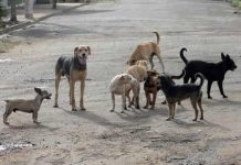 Brasil tem cerca de 30 milhões de animais domésticos abandonados