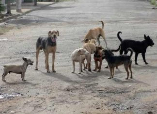 Brasil tem cerca de 30 milhões de animais domésticos abandonados