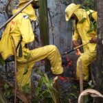 Ibama contrata 188 brigadistas federais para Roraima