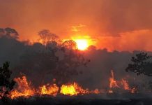 Ibama notificou 59 propriedades rurais de Roraima por risco elevado de incêndios florestais incêndio incêndios