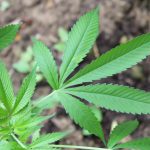 Anvisa discute nesta quarta regras para a produção de cannabis no país