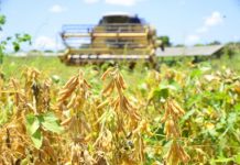 Exportações de Roraima para Venezuela alcançaram R$ 788,3 milhões em 2024