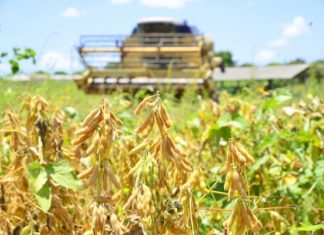 Exportações de Roraima para Venezuela alcançaram R$ 788,3 milhões em 2024