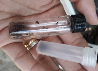 SUS inicia tratamento inédito contra malária em crianças na Amazônia