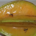Mosca da Carambola deixa Roraima em alerta
