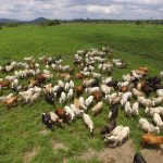 Pecuária avança em Roraima
