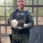 Órfão, filhote de onça-preta é resgatado no interior de Roraima