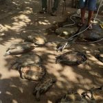 Femarh resgata 38 quelônios em cativeiro no município de Caracaraí