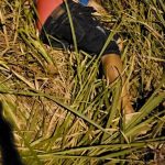 Homem é morto a tiros por suspeitos encapuzados no Cantá, interior de RR