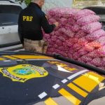 Homem é preso por contrabando de alho em Bonfim, norte de Roraima