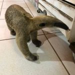 Tamanduá é encontrado em pizzaria na zona Norte de Boa Vista