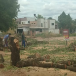 Moradores denunciam corte irregular de árvores no Jardim Floresta