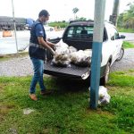 Carga com 100kg de coco é apreendida em barreira no Jundiá