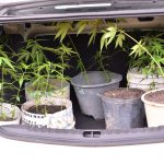 PC apreende 19 pés de maconha em chácara e prende dois em flagrante na zona Oeste de Boa Vista