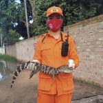 Bombeiros capturam jacaré em residência na Zona Oeste de Boa Vista