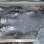 Uma tonelada de pescado ilegal é apreendida na BR-174 em Caracaraí