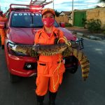 Jacaré é capturado em quadra de esporte em praça de Boa Vista