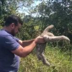 Bicho-preguiça encontrado na BR-174 é devolvido à natureza por delegado de Roraima