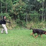 ‘Cães detetives’ de Roraima serão treinados para encontrar desaparecidos