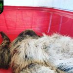 Bicho-preguiça é resgatado próximo a fio de alta tensão após sofrer descarga elétrica em Rorainópolis