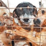 Opinião: Prefeitura tenta resgatar programa que joga responsabilidade por cães e gatos de rua para clínicas particulares
