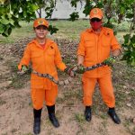 Jiboia de 1,5 metro é capturada pelos Bombeiros em terreno na zona Sul de Boa Vista