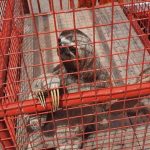 Bicho-preguiça é resgatado em cima de muro de casa na zona Sul de Boa Vista