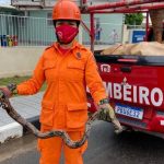 Jiboia de 1 metro é capturada em carro estacionado na zona Oeste de Boa Vista