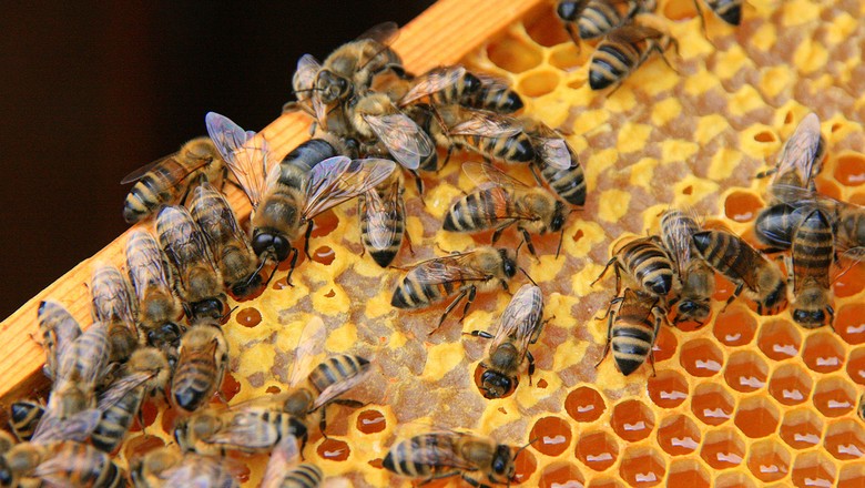Brasileiro criador das 'abelhas assassinas' revolucionou a apicultura - Ecoa