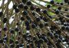 Embrapa lança primeiro curso on-line voltado para o cultivo de açaí