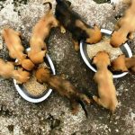 Associação de Cuidados Animais faz campanha para arrecadar ração em Boa Vista