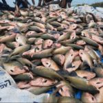 Estudo indica que garimpo ilegal contamina peixes com mercúrio em Roraima