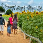 Plantio de cultivares em Boa Vista estará aberto para visitação até dia 8 de agosto