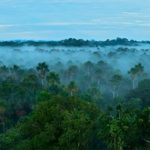 No Dia da Amazônia, biólogo diz que previsões para o futuro são dramáticas
