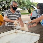 Mais de 16 mil animais foram imunizados contra a raiva em Boa Vista gato