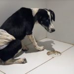 Polícia Civil localiza homem que arremessou cachorro em cerca farpada no Cruviana