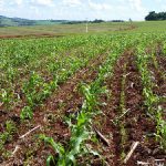 Produção de milho garante sustentabilidade na Agricultura Familiar roraimense