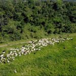 Amazônia Legal concentra mortes por conflitos no campo brasileiro