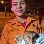 Bombeiros resgatam coruja com a asa machucada após cair de poste em Boa Vista