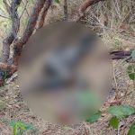 Corpo em estado avançado de decomposição é encontrado na BR-174, em Mucajaí
