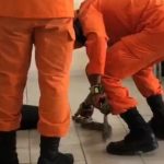 Jibóia de um metro é encontrada em sala de aula e assusta alunos em escola de Boa Vista; veja vídeo