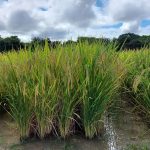 Embrapa estuda novos métodos de cultivo de arroz em Roraima