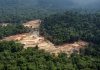 MPF investiga mineradora de Roraima e empresas estrangeiras por exploração ilegal na Terra Yanomami