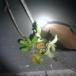 Trecho da BR-174 próximo ao rio Baruana segue interditado