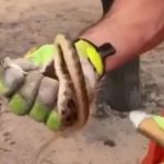 ‘Falsa jararaca’ é capturada pelos Bombeiros em quintal de casa na zona Oeste de Boa Vista