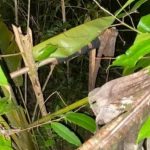Adolescente é morto com tiro no pescoço no interior de Roraima