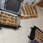 PF prende homem tentando embarcar com 235 canários no Aeroporto de Boa Vista